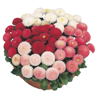 
                        Bellis
             
                        perennis
             
                        Tasso®
             
                        Deep Rose
            