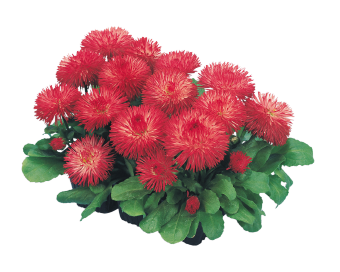 
                        Bellis
             
                        perennis
             
                        Habanera®
             
                        Red
            