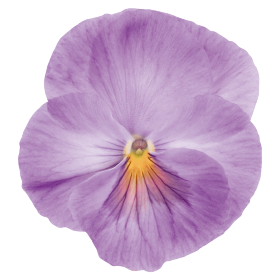 Inspire® Lavender Pink