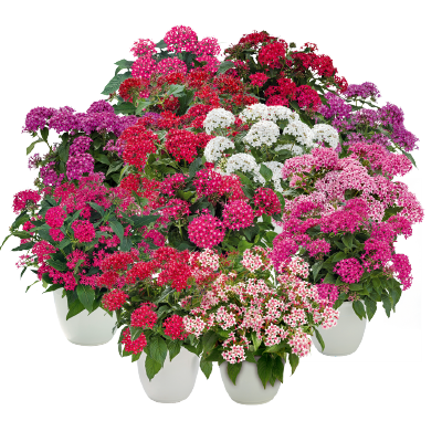 
                        Pentas
             
                        lanceolata F₁
             
                        Graffiti®
             
                        Selected Mix
            