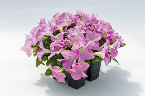 
                        Petunia
             
                        x hybrida grandiflora F₁
             
                        SUCCESS! HD
             
                        Light Pink
            