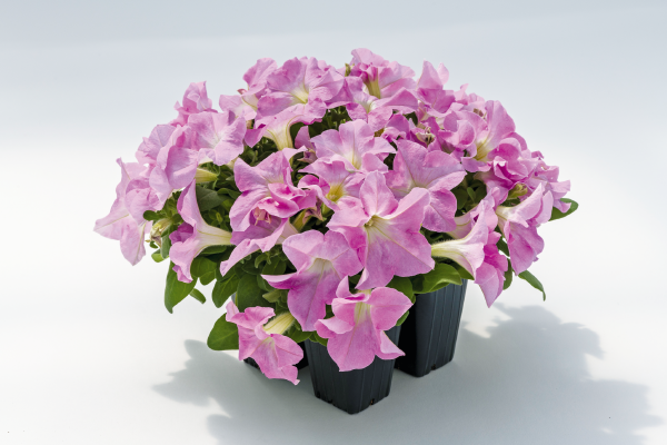 
                        Petunia
             
                        x hybrida F₁
             
                        SUCCESS! HD
             
                        Light Pink
            