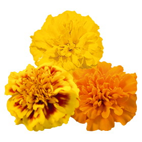Tagetes patula Little Hero 