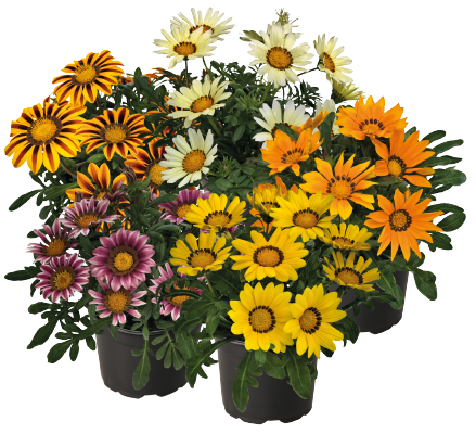 Gazania
rigens F₁
Zany