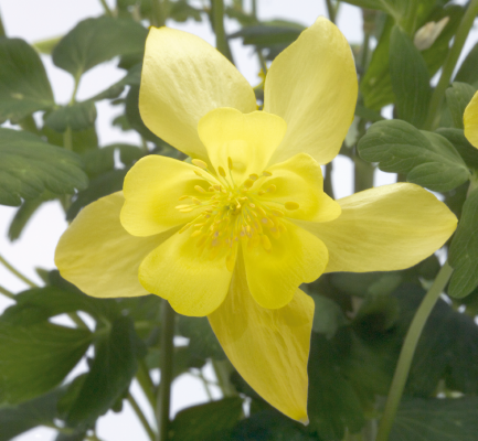 
                        Aquilegia
             
                        hybrida F₁
             
                        Spring Magic®
             
                        Yellow
            