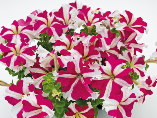 
                        Petunia
             
                        x hybrida F₁
             
                        SUCCESS! 360°
             
                        Rose Star
            