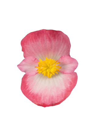 
                        Begonia
             
                        semperflorens F₁
             
                        Sprint Plus
             
                        Blush
            