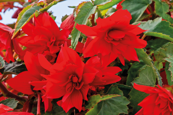 Begonia
x hybrida F₁
Funky®
Scarlet