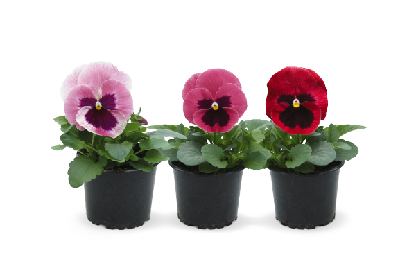 Viola
wittrockiana F₁
Inspire® Plus
Pink Shades