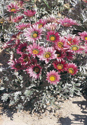 
                        Gazania
             
                        rigens
             
                        Talent®
             
                        Rose Shades
            