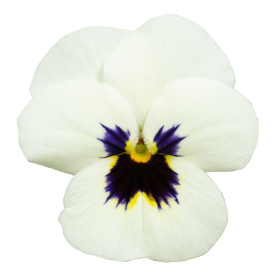 Viola cornuta F₁ Admire® Lemon Purple Wing | Benary Viola cornuta F₁ Admire® Lemon Purple Wing | Benary