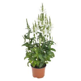 Physostegia virginiana Crystal Peak White