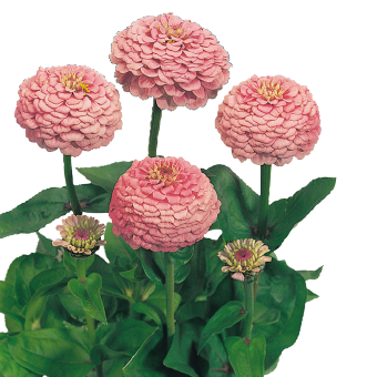 
                        Zinnia
             
                        elegans
             
                        Oklahoma
             
                        Pink
            