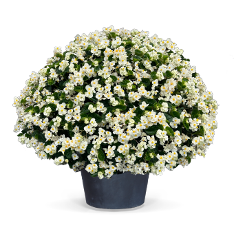 
                        Begonia
             
                        x benariensis F₁
             
                        BIG®
             
                        White Green Leaf IMPROVED
            