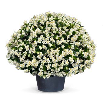 
                        Begonia
             
                        x benariensis F₁
             
                        BIG®
             
                        White Green Leaf
            