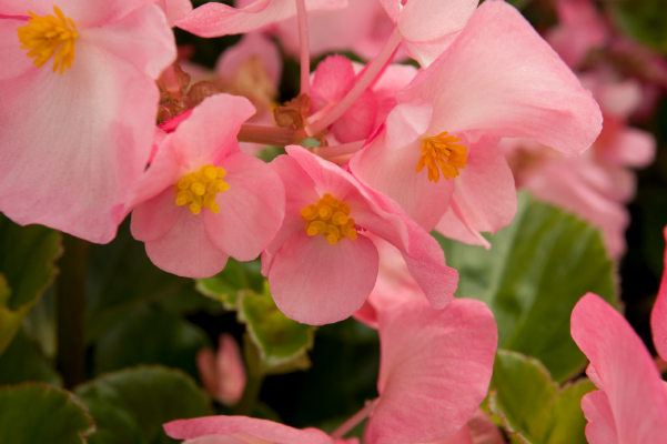 
                        Begonia
             
                        x benariensis F₁
             
                        BIG
             
                        Pink Green Leaf
            