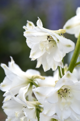 Delphinium
             
                        elatum
             
                        Magic Fountains
             
                        Pure White