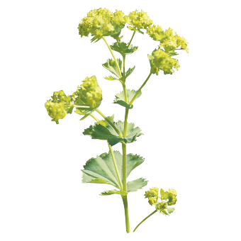 
                        Alchemilla
             
                        mollis
             
                        Thriller®
            