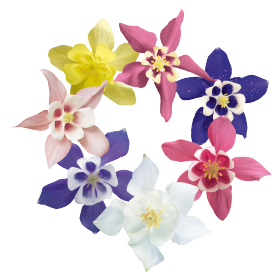   Spring Magic® Mix