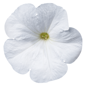   Celebrity White
