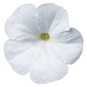 
                        Petunia
             
                        x hybrida multiflora F₁
             
                        Celebrity
             
                        White
            
