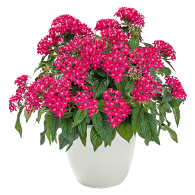Pentas lanceolata F₁ Graffiti® 20/20 Lazer Lipstick