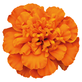 Super Hero™ Deep Orange