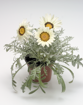 
                        Gazania
             
                        rigens
             
                        Talent®
             
                        White
            