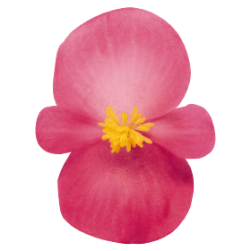   Nightlife Deep Rose