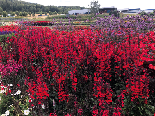 
                        Lobelia
             
                        speciosa F₁
             
                        Fan®
             
                        Scarlet IMPROVED
            