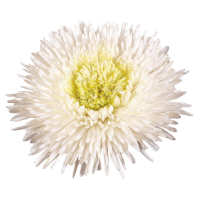   Benary's Princess White