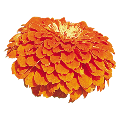 
                        Zinnia
             
                        elegans
             
                        Benary's Giant
             
                        Orange
            