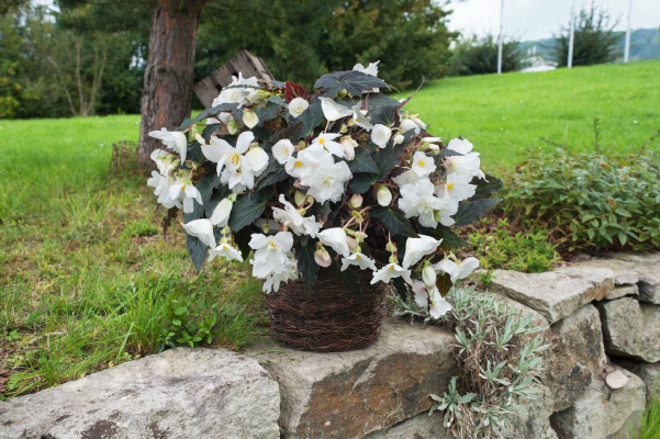 Begonia tuberhybrida F₁ Nonstop Joy® Mocca White | Benary