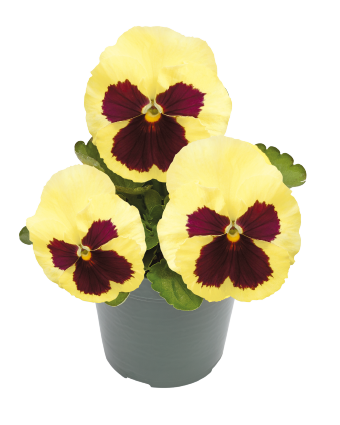 
                        Viola
             
                        wittrockiana F₁
             
                        Inspire® Plus
             
                        Lemon Blotch
            