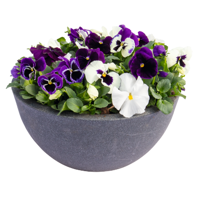 
                        Viola
             
                        wittrockiana F₁
             
                        Inspire® Plus
             
                        Blueberry Pie Mix
            