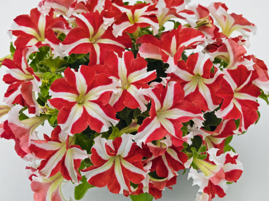 
                        Petunia
             
                        x hybrida F₁
             
                        SUCCESS! 360°
             
                        Red Star
            