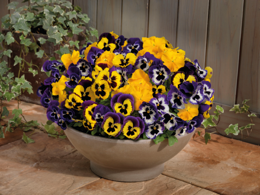 Viola wittrockiana F₁ Inspire® Plus Mardi Gras Mix | Benary