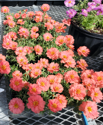 
                        Portulaca
             
                        grandiflora F₁
             
                        Sundial
             
                        Coral
            