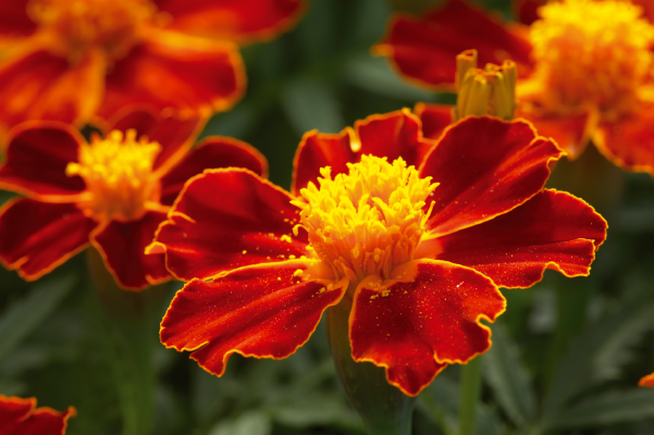 Tagetes
patula
Disco
Red