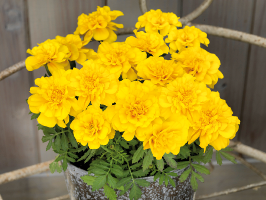 
                        Tagetes
             
                        patula
             
                        Safari
             
                        Yellow
            