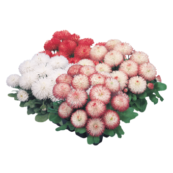 
                        Bellis
             
                        perennis
             
                        Habanera®
             
                        Mix
            