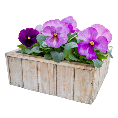 Viola wittrockiana F₁ Inspire® Plus Lavender Blotch Shades | Benary