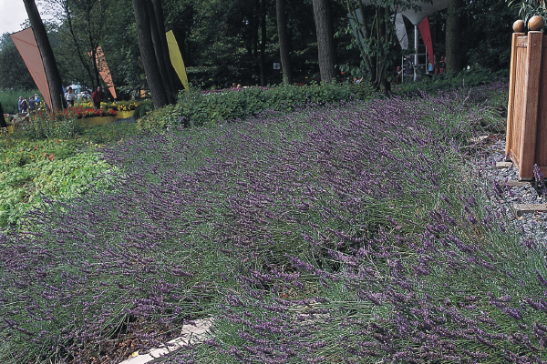 
                        Lavandula
             
                        angustifolia
             
                        Munstead
             
                        Variety
            