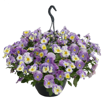 
                        Viola
             
                        wittrockiana F₁
             
                        Highflyer™
             
                        Light Violet Shades
            