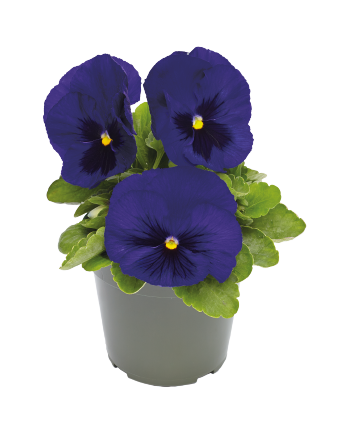
                        Viola
             
                        wittrockiana F₁
             
                        Inspire® DeluXXe
             
                        Deep Blue Blotch
            