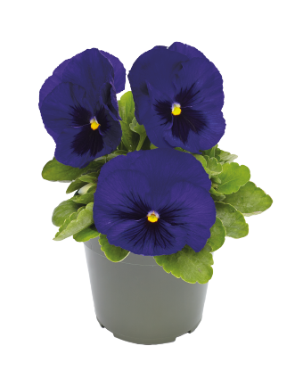 
                        Viola
             
                        wittrockiana F₁
             
                        Inspire® DeluXXe®
             
                        Deep Blue Blotch
            