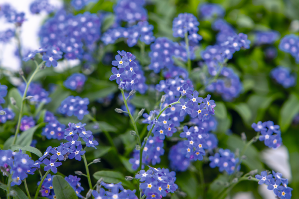 Myosotis Sylvatica Compindi Benary