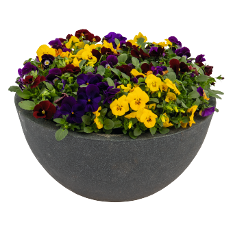 Viola
cornuta F₁
Admire®
Indian Summer Mix