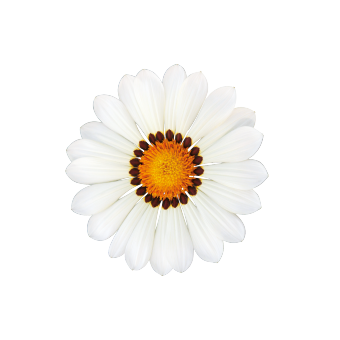 
                        Gazania
             
                        rigens F₁
             
                        Zany™
             
                        White
            