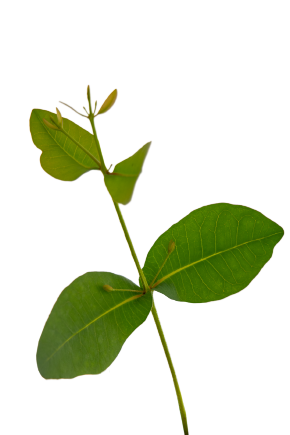 
                        Eucalyptus
             
                        preissiana
             
                        Albany
            